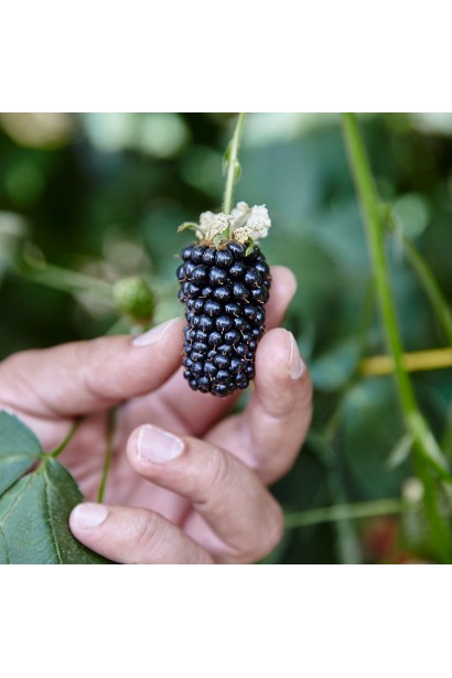 Rubus  fruticosus  Victoria thornless